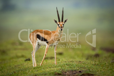Thomson gazelle moves foreleg back on mound