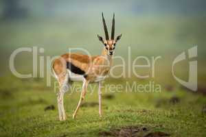 Thomson gazelle moves foreleg back on mound