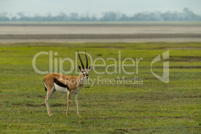 Thomson gazelle on grass with sandflats behind