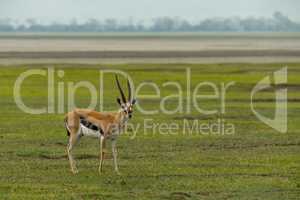 Thomson gazelle on grass with sandflats behind