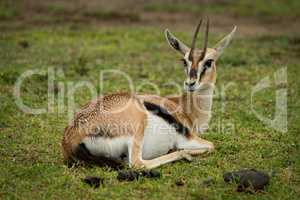 Thomson gazelle on grass with turned head