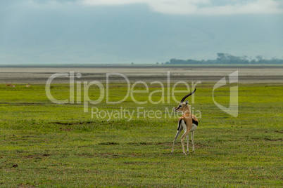 Thomson gazelle on grassland with sandflats behind