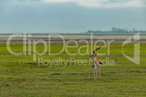 Thomson gazelle on grassland with sandflats behind