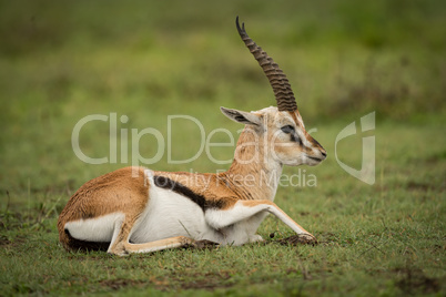 Thomson gazelle on grassy plain lying down