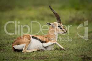 Thomson gazelle on grassy plain lying down