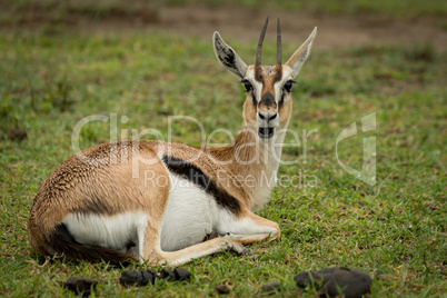 Thomson gazelle opens mouth lying on grass