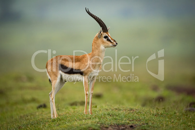 Thomson gazelle standing in profile on mound