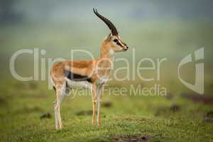 Thomson gazelle standing in profile on mound