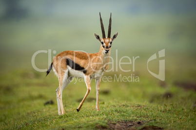 Thomson gazelle stands facing camera on mound