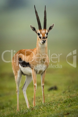 Thomson gazelle stares ahead on grassy slope