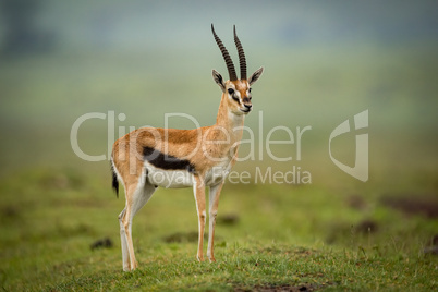 Thomson gazelle stands head turned on mound