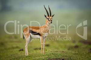 Thomson gazelle stands head turned on mound