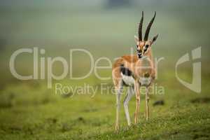 Thomson gazelle turns head on grassy slope