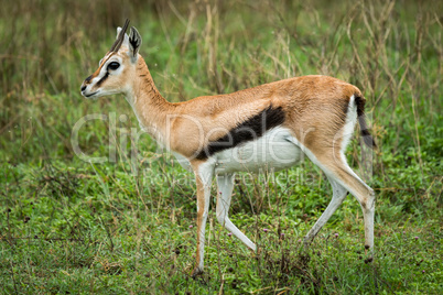 Thomson gazelle walks right-to-left through tall grass