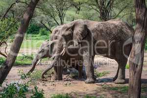 Three African elephants in muddy water hole