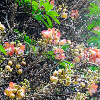The flower of the sacred Bo tree. Sri Lanka.