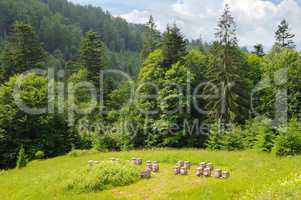 Slopes of mountains, coniferous trees and and bee hives in the a