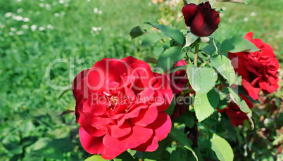 Beautiful roses in summer garden . Wide photo.