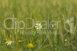 Daisy flower in wheat field