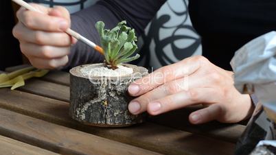The woman florist cleans with a brush succulent plant and wooden flowerpot. close-up. angle view