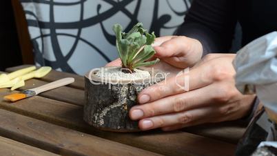 The woman florist turns wooden flowerpot with succulent. close-up. angle view