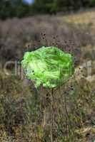 green plastic bag hanging on the flower stem in the forest