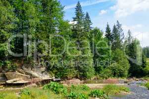 Mountain river and coniferous forest on a rocky shore. Location