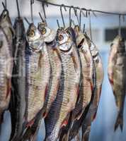 Salted fish ram is hanging on wire and dried outdoors