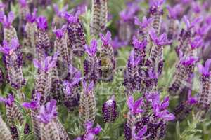 A bee in lavender field