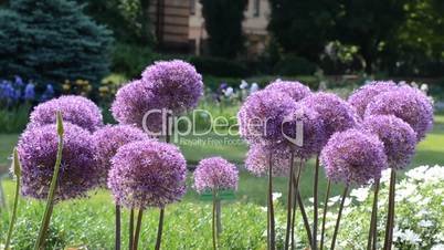 Purple flowers of garlic (Allium) shaking on wind