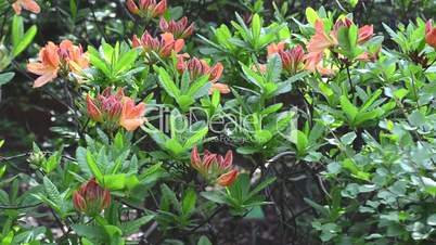 Orange rhododendron bush trembling on the wind