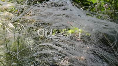 Long grass (Stipa lessingiana) with spider on it trembling on the win