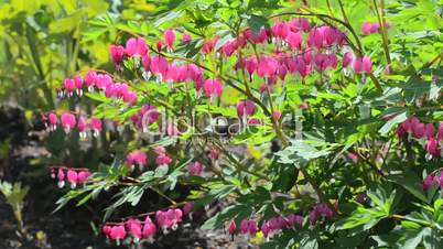 Pink flower Dicentra trembling on the wind on sunny day