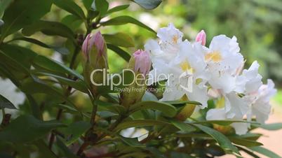 Close up of white rhododendron flower with buds trembling on the wind