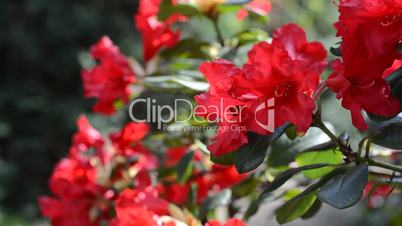 Close up of red rhododendron flower trembling on the wind