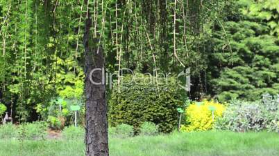 The tree trunk with branches trembling on the wind. close up