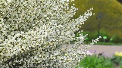 the bush blossoming white with the flying bee in a botanical garden