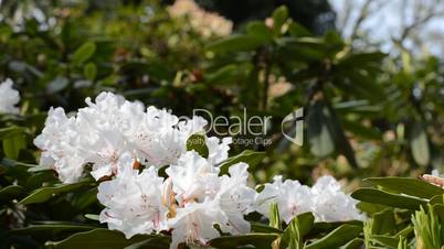 Close up of white rhododendron flower with flying bee trembling on the wind