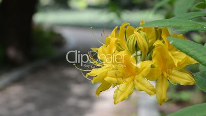 Close up of yellow azalea flower trembling on the wind