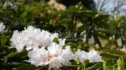 Close up of white rhododendron flower trembling on the wind