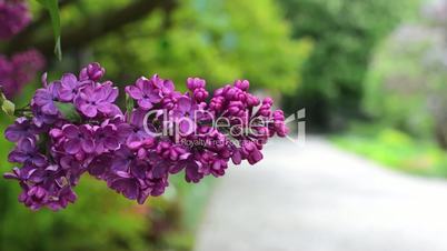 the branch of a lilac shakes on wind in a botanical garden in Wroclaw