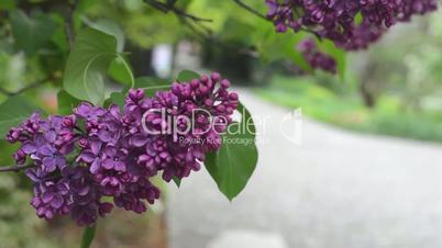 the branch of a lilac shakes on wind in a botanical garden in Wroclaw. two branches in the frame