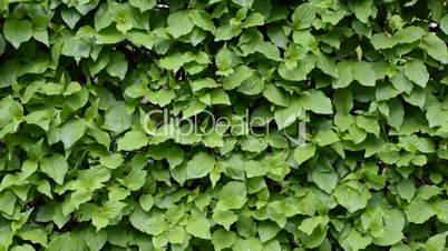 The wall of green leaves shaking on the wind