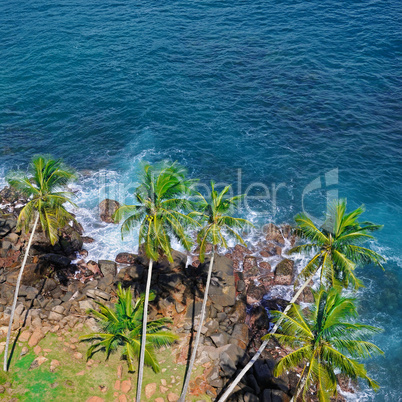 Beach tropical ocean with coral, palm trees and lagoon. Top view