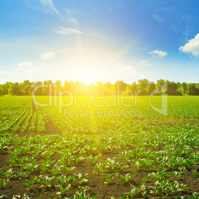 Picturesque green beet field and sun on blue sky.