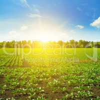 Picturesque green beet field and sun on blue sky.