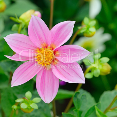 Dahlia on background of flowerbeds.