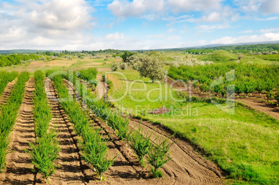 Orchard, green meadows and blue sky.