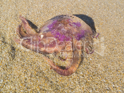 Gellyfish on sand closeup