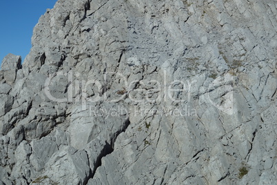 Steinbock im Felsen